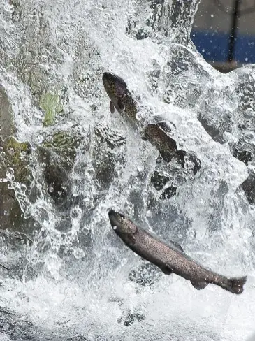 RiverFresh
